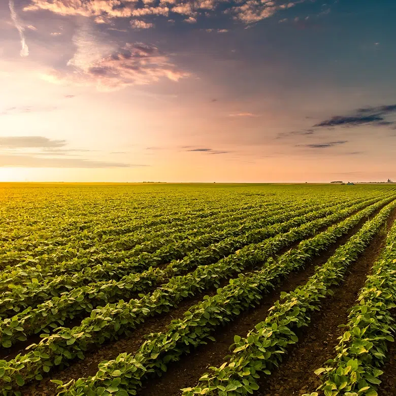 Presse ecrite home one